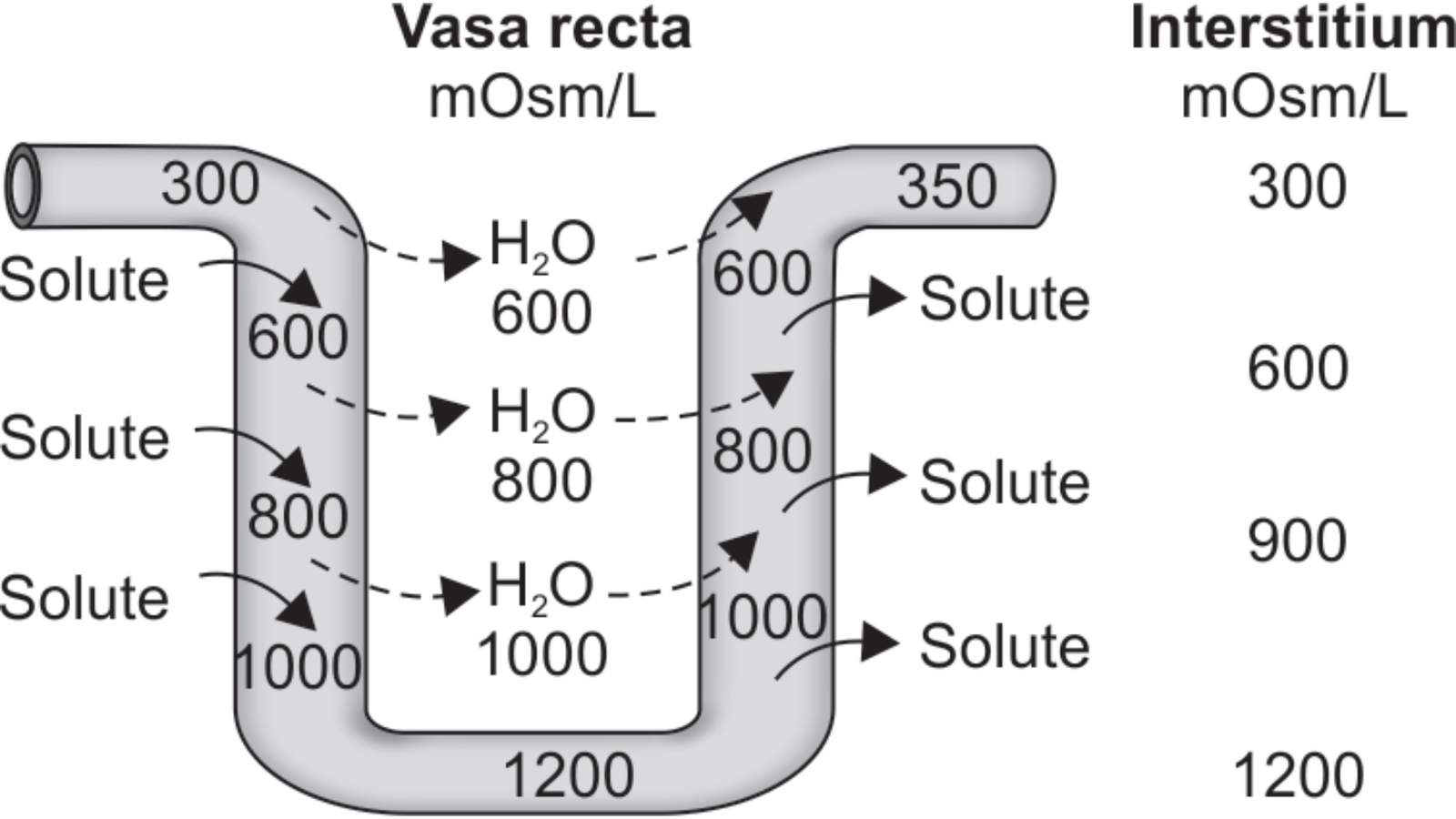 What Is The Countercurrent Mechanism? -steps/NotesMed. | NotesMed