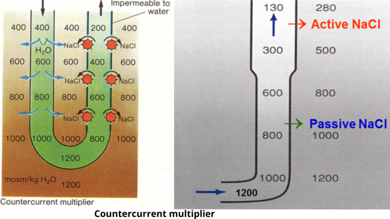 Countercurrent-multiplier