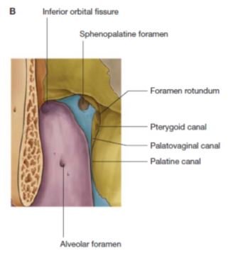 Pterygopalatine fossa