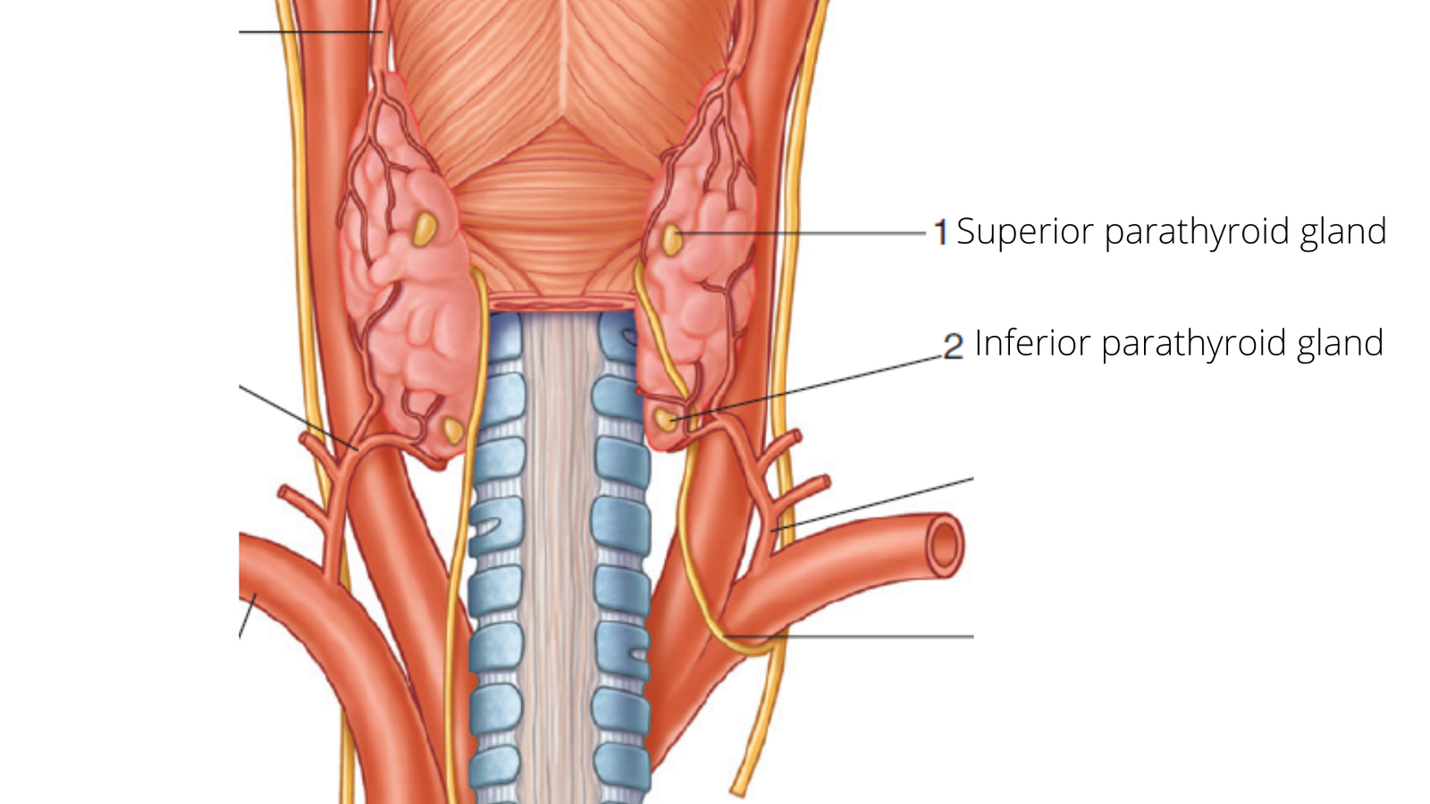 parathyroid glands