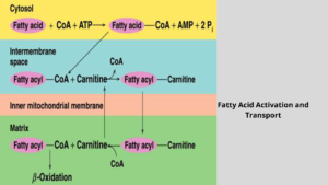 Fatty Acids Activation and Transport