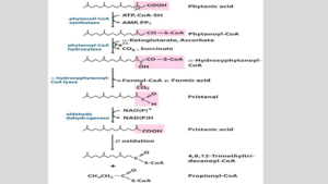𝜶-oxidation of fatty acids