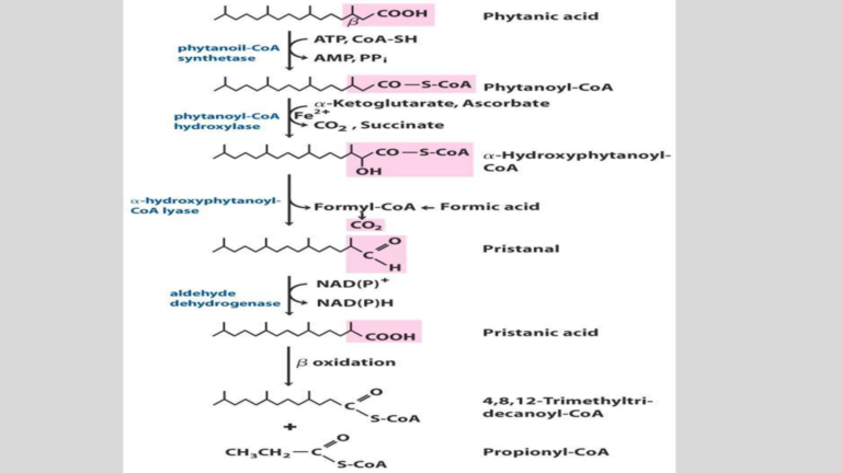 𝜶-oxidation of fatty acid