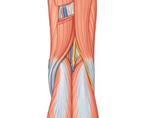 Popliteal fossa