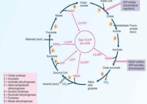 citric acid cycle