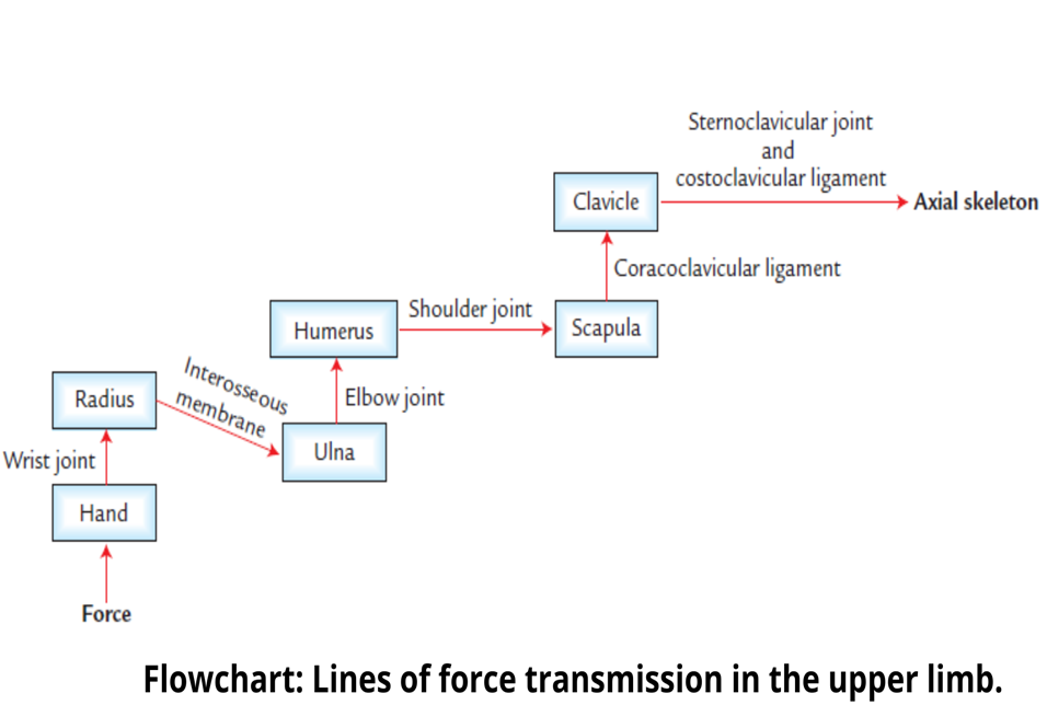The upper limb