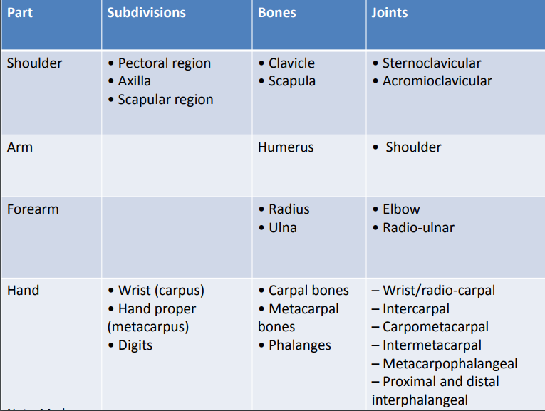 The upper limb