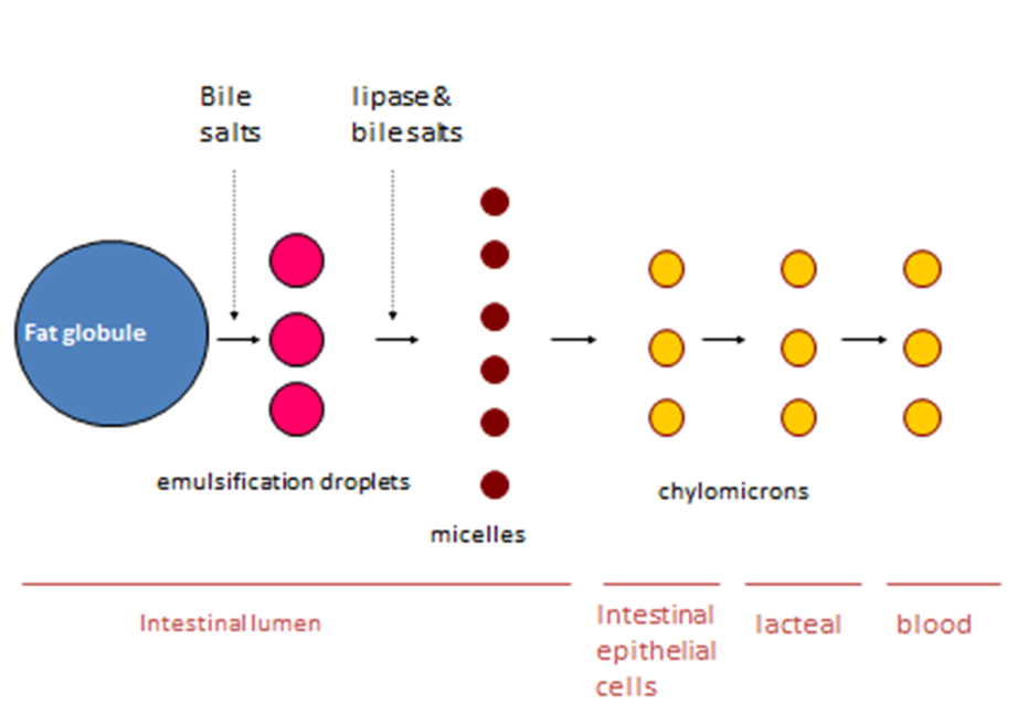 The lipids