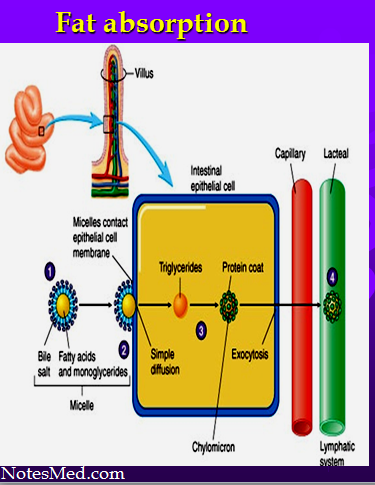 lipids