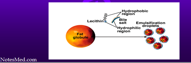 The lipids