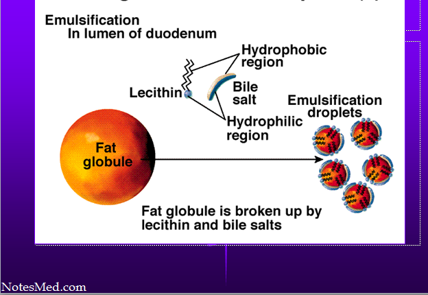 The lipids