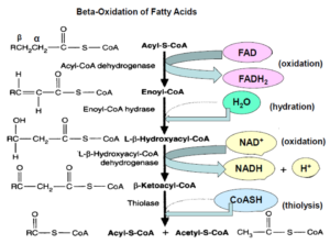 β-oxidation of fatty acids