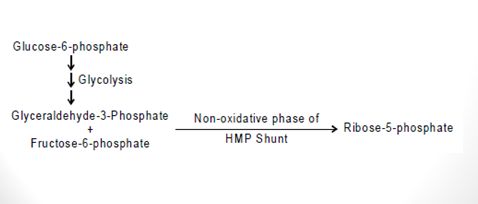 Hexose Monophosphate Shunt Pathway