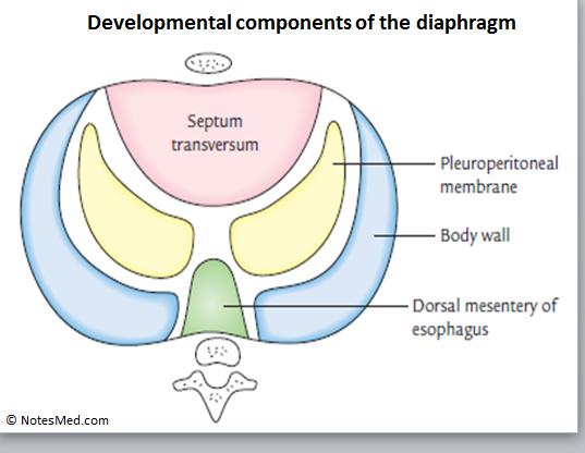 diaphragm