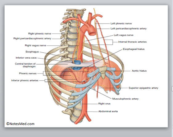 Diaphragm