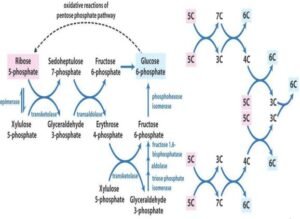 Hexose Monophosphate Shunt Pathway