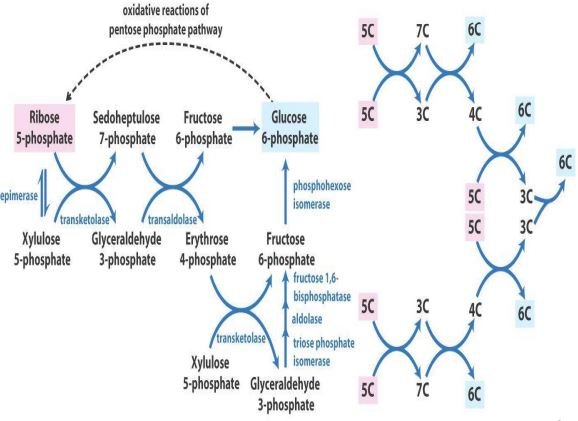 Hexose Monophosphate Shunt Pathway