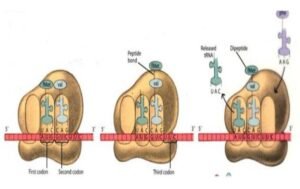 protein synthesis
