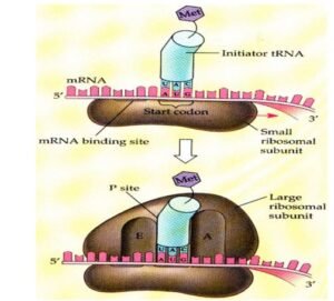 protein synthesis