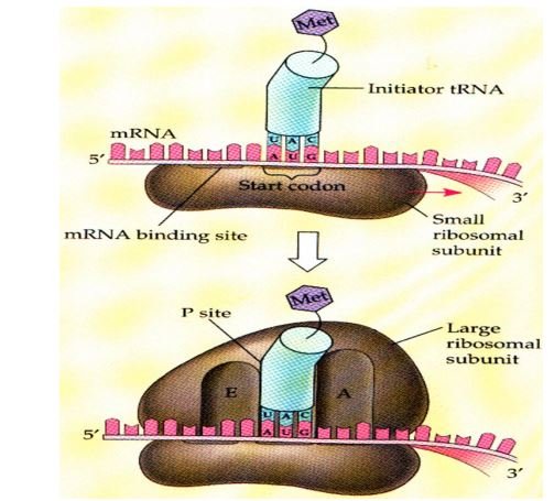 protein synthesis