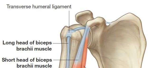 shoulder joint