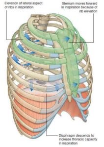 thorax