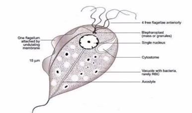 Trichomonas-vaginalis