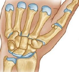 wrist joint