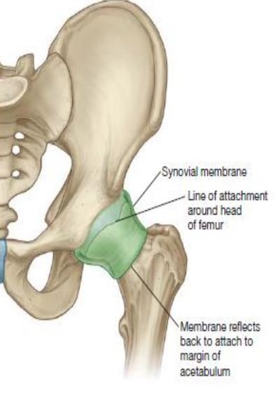 hip joint