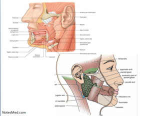 parotid gland