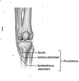 knee joint