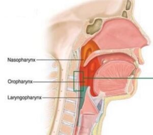 pharynx