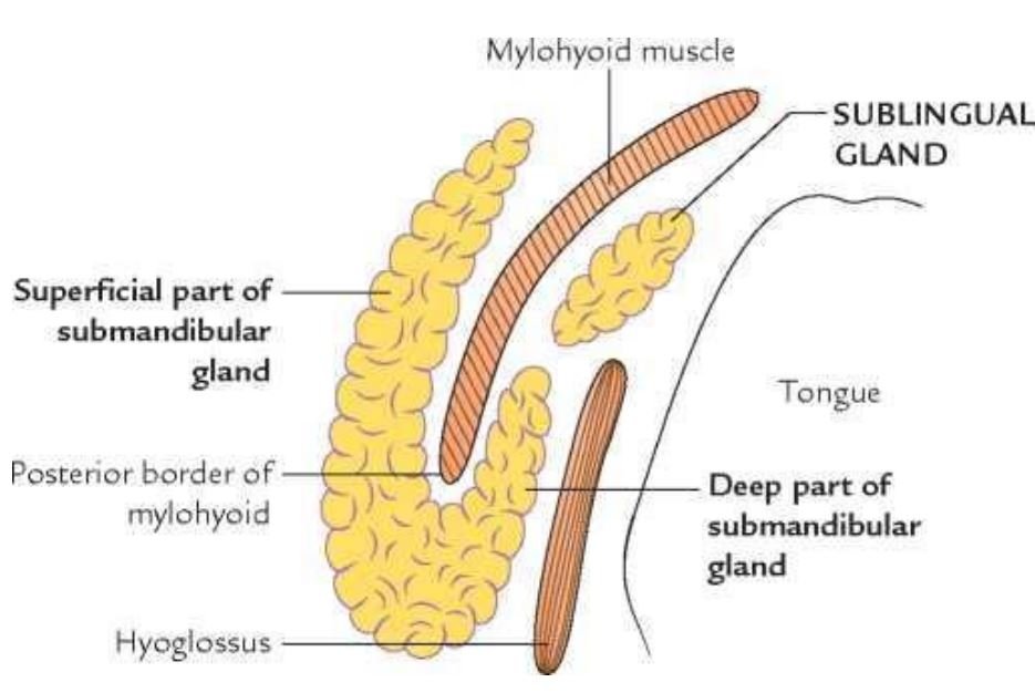 submandibular gland