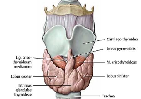 thyroid gland