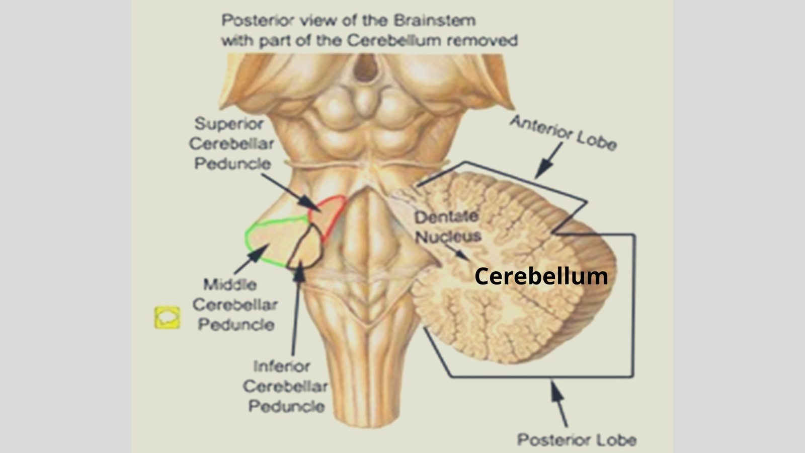 cerebellum