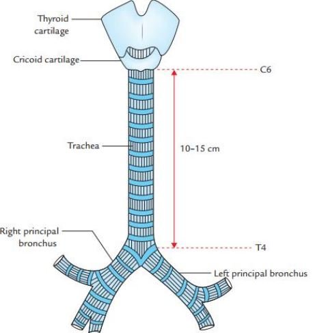 trachea
