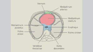 mediastinum
