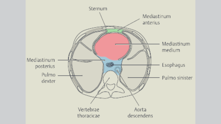 mediastinum