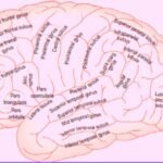 cerebrum