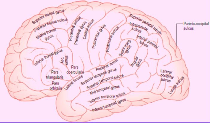 cerebrum