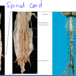 Spinal cord