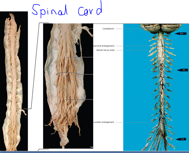 spinal cord