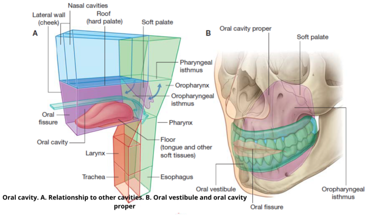 Oral cavity. A. Relationship to other cavities. B. Oral vestibule and oral cavity proper