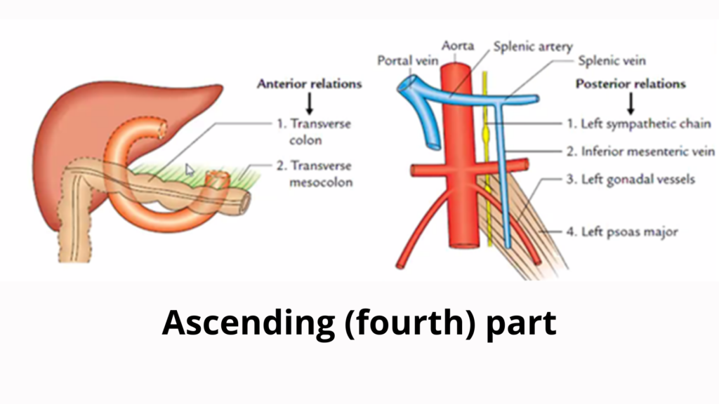 Ascending fourth part