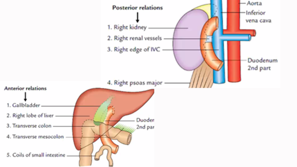 Relations of descending (second) part of the duodenum