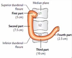 duodenum