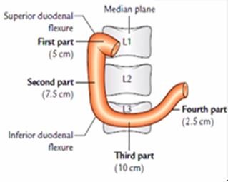duodenum