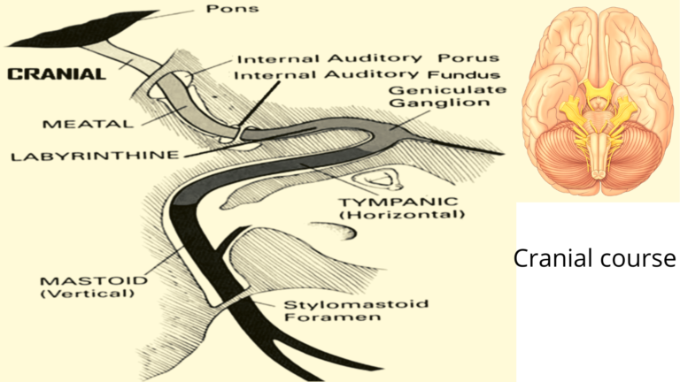 cranial course
