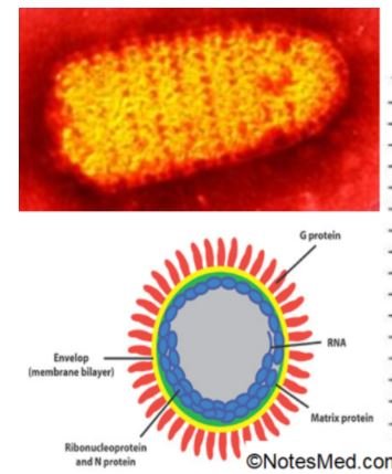 Rabies virus