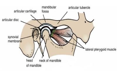 Temporomandibular Joints